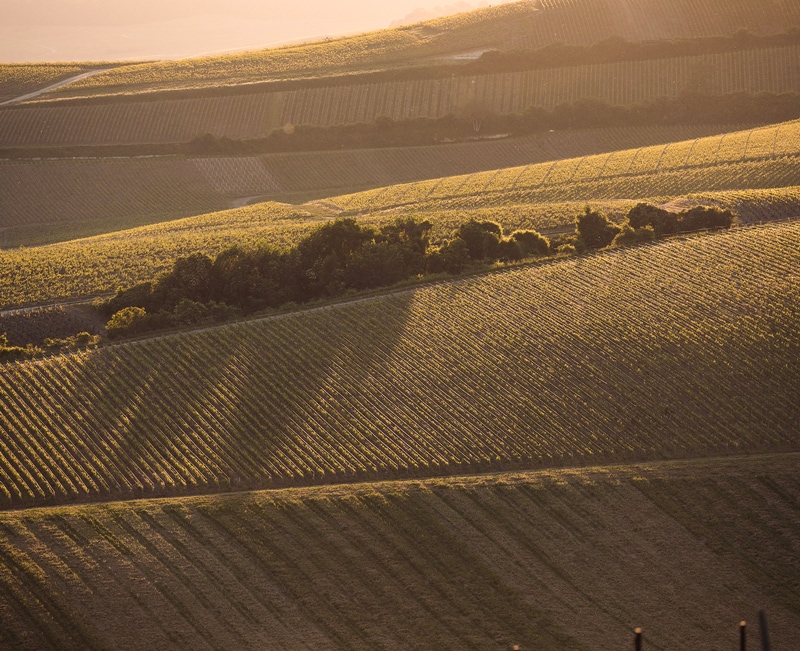 Champagne Thiénot : Maison familiale, indépendante et contemporaine à Reims 